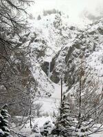 Cigare de Sainfoins - (Vallon de Maurin)