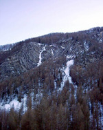 Fracastorus Fracastorus