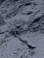 Nain des Ravines