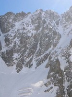 Saxifrage - Glacier du Chardon - Vaccivier