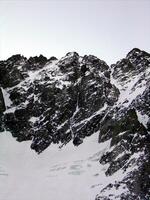 Saxifrage - Glacier du Chardon - Vaccivier